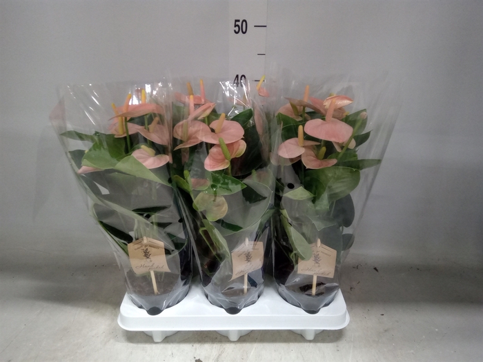 <h4>Anthurium andr. 'Spirit'</h4>