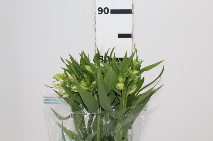 <h4>ALSTROEMERIA WHITNEY 080 CM</h4>