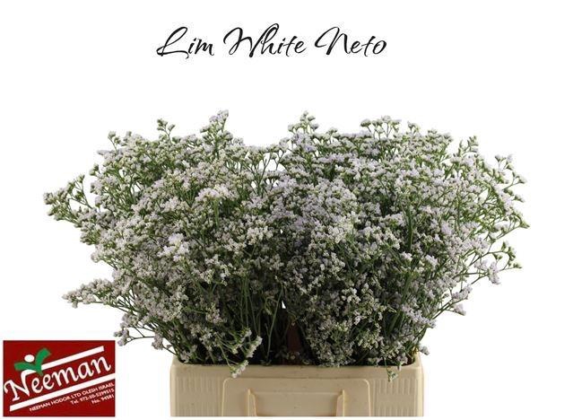 <h4>LIM WHITE NETO</h4>