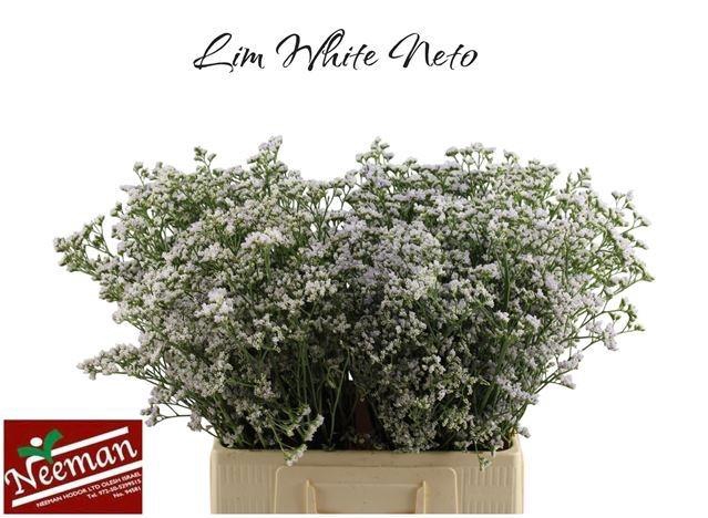 <h4>LIM WHITE NETO</h4>