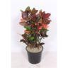 <h4>(Croton Petra) 1 stek/pot</h4>