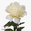 PAEONIA LACT. 'BRIDAL SHOWER' Italy