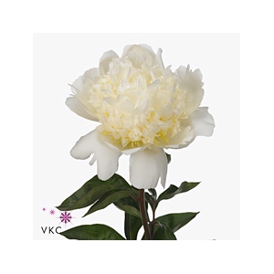 PAEONIA LACT. 'BRIDAL SHOWER'