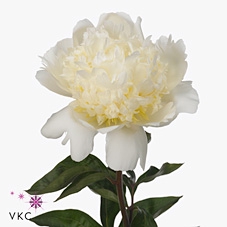 <h4>PAEONIA LACT. 'BRIDAL SHOWER'</h4>