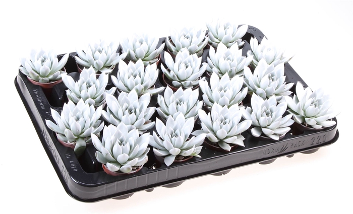 <h4>Echeveria  'Miranda'</h4>