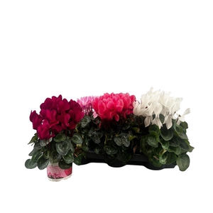 Cyclamen persicum grootbloemig Super Serie XL
