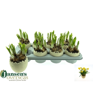 ARR BOL KNOLGEWAS H%