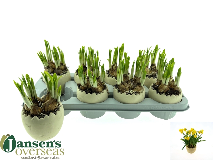 <h4>ARR BOL KNOLGEWAS H%</h4>