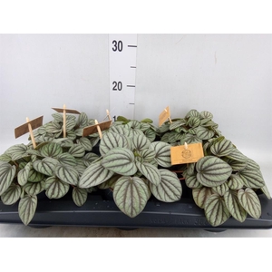 Peperomia