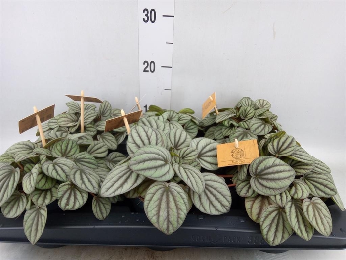 <h4>Peperomia</h4>
