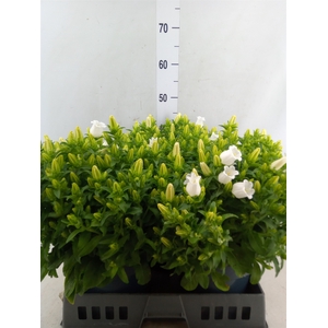 Campanula medium 'Appeal White'