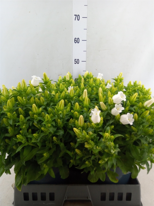 <h4>Campanula medium 'Appeal White'</h4>