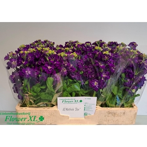 MATTH IMPALA PURPLE