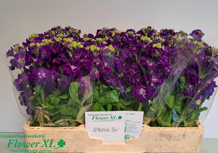 <h4>MATTH IMPALA PURPLE</h4>