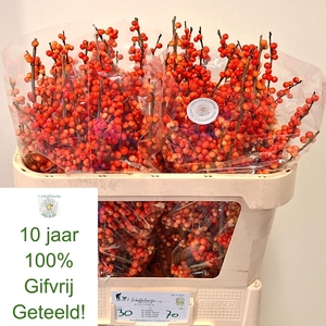 ILEX VE OUDIJ ORANGE