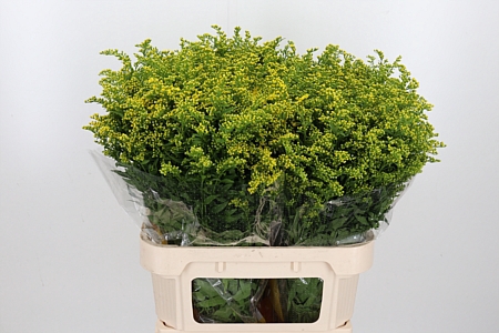 <h4>Solidago Carzan Glor</h4>