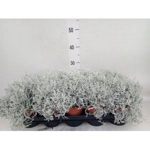 Leucophyta brownii