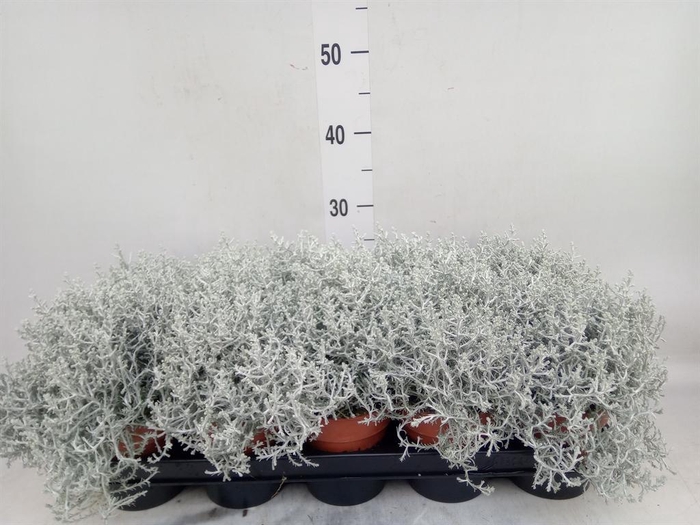 <h4>Leucophyta brownii</h4>