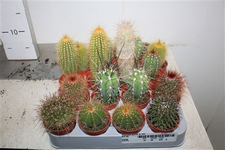 <h4>Cactus Gem 8 Srt</h4>