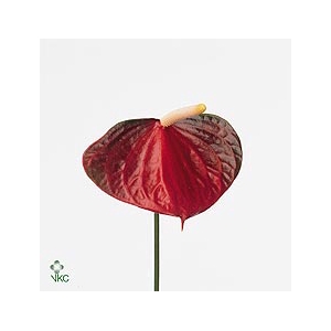 ANTH A # EXCITING LOVE WATER 50CM