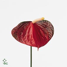 <h4>ANTH A # EXCITING LOVE WATER 50CM</h4>
