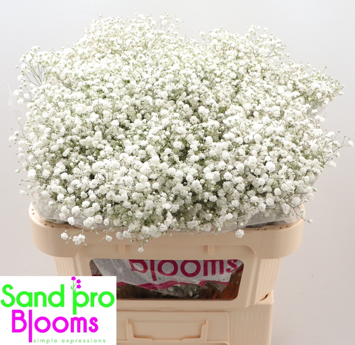 <h4>Gypsophila paniculata Zinzi Discovery</h4>