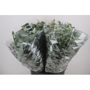 Euca Cinerea Short 150gr P Bunch
