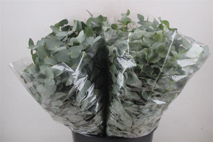 <h4>Euca Cinerea Short 150gr P Bunch</h4>