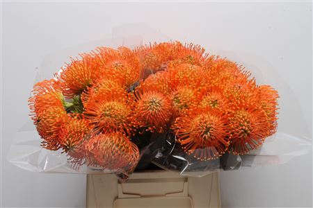 <h4>Leuco Neena Orange</h4>