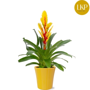 Vriesea Int yellow Flame Geel Coco