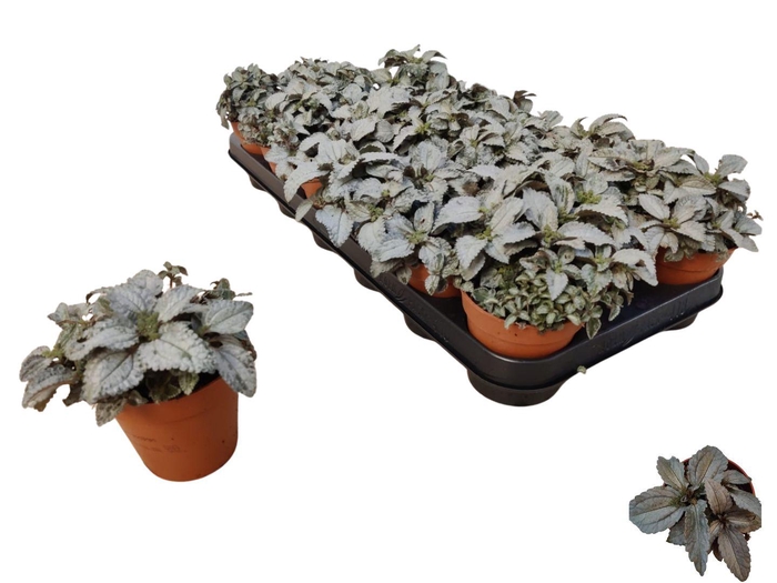 <h4>PILEA ELLEN</h4>