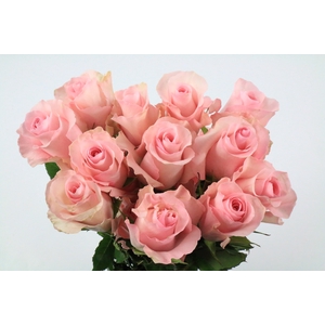 Rosa ec christa