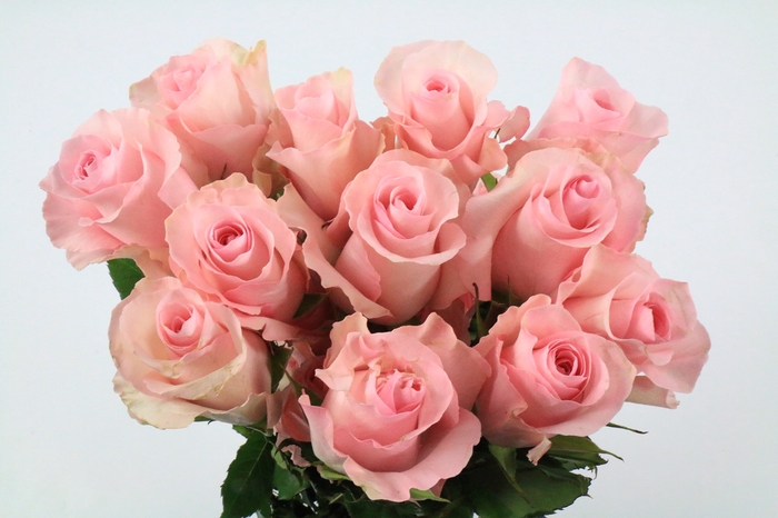<h4>Rosa ec christa</h4>