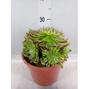 Aeonium   ...