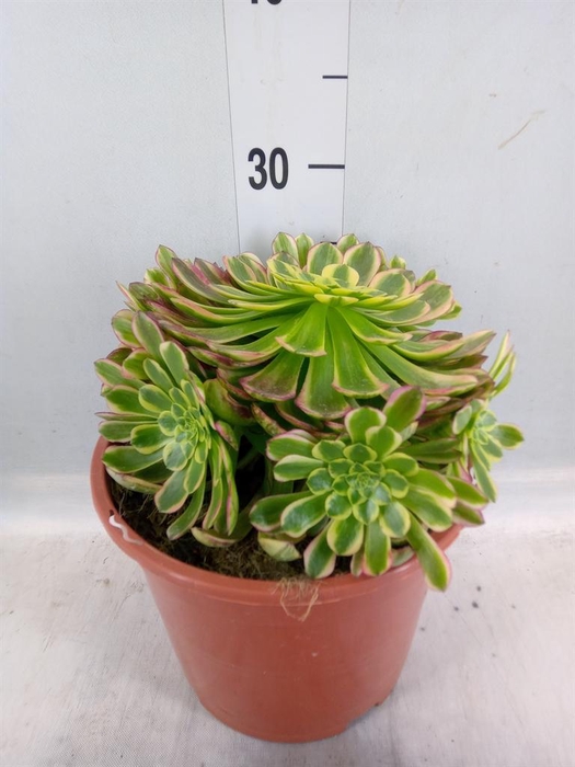 <h4>Aeonium   ...</h4>