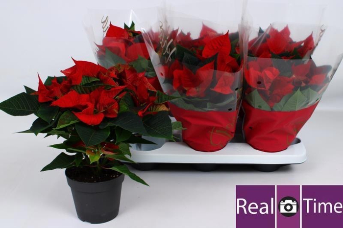 <h4>EUPHOR P CHR EVE</h4>