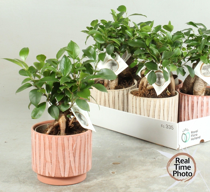 <h4>FIC MI GINSENG</h4>