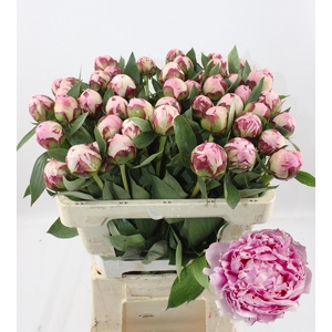 PAEO L SARA BERNHARD