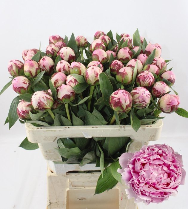 <h4>PAEO L SARA BERNHARD</h4>