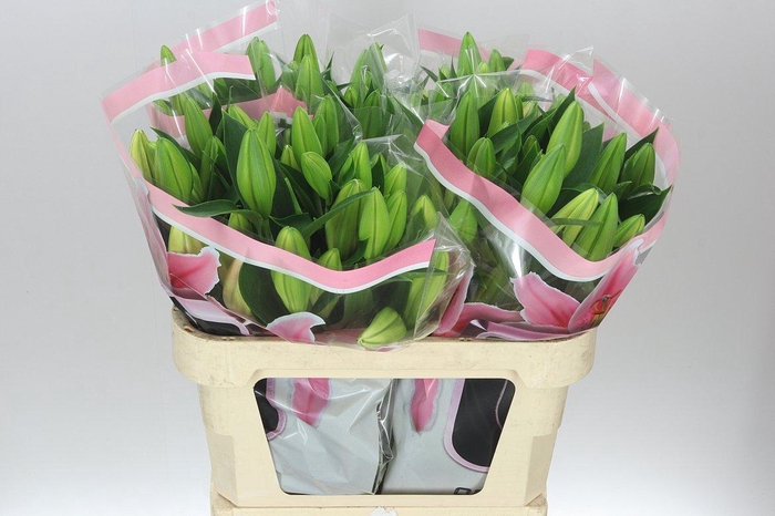 <h4>Lil Or Marlon</h4>