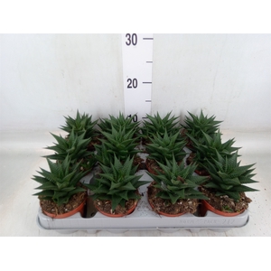Haworthia limifolia