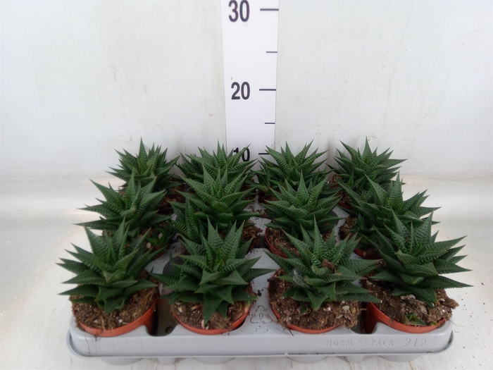 <h4>Haworthia limifolia</h4>