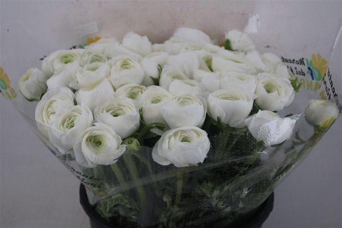 <h4>Ran Cloni Sup Cover</h4>