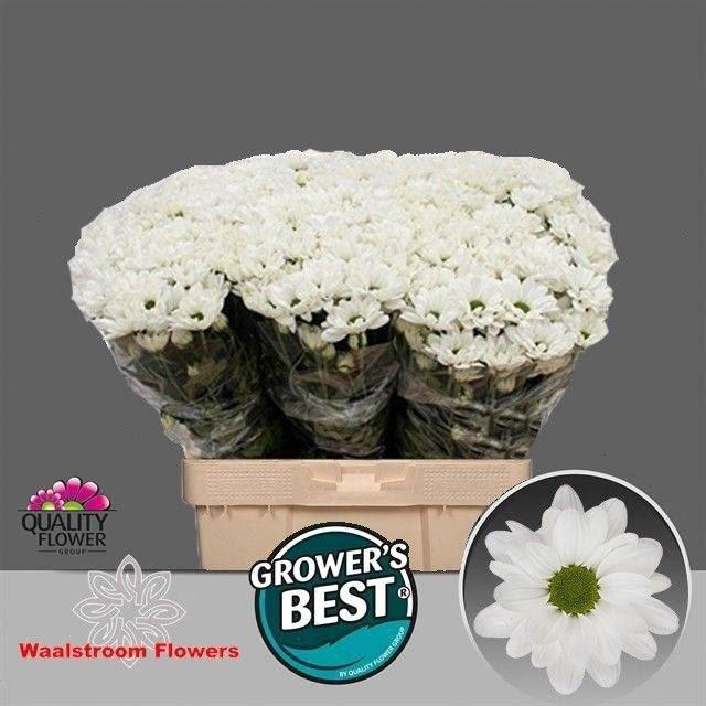 <h4>Chrys Ilonka</h4>