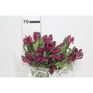 ALSTROEMERIA ROXA ONYX 070 IMPORTADA