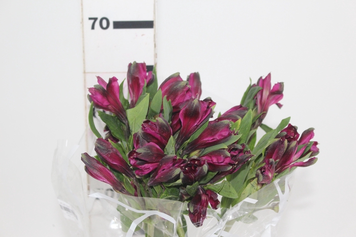 <h4>ALSTROEMERIA ROXA ONYX 070 IMPORTADA</h4>