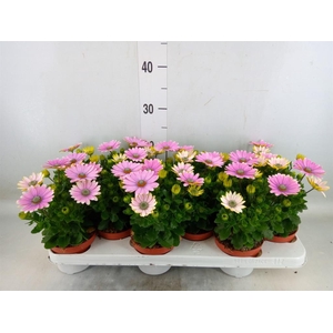 Osteospermum  'Passion Pink'