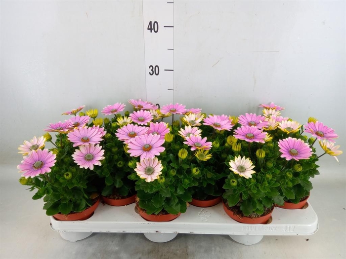 <h4>Osteospermum 'Passion Pink'</h4>