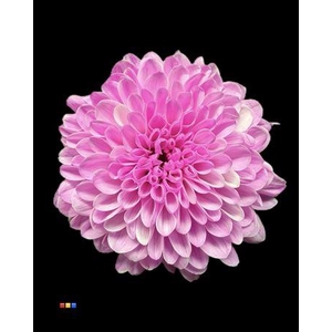 Chr S Cash Pastel Cerise