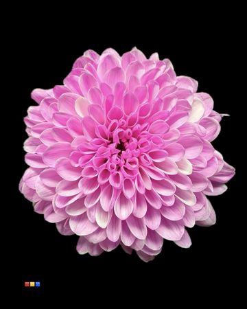 <h4>Chr S Cash Pastel Cerise</h4>